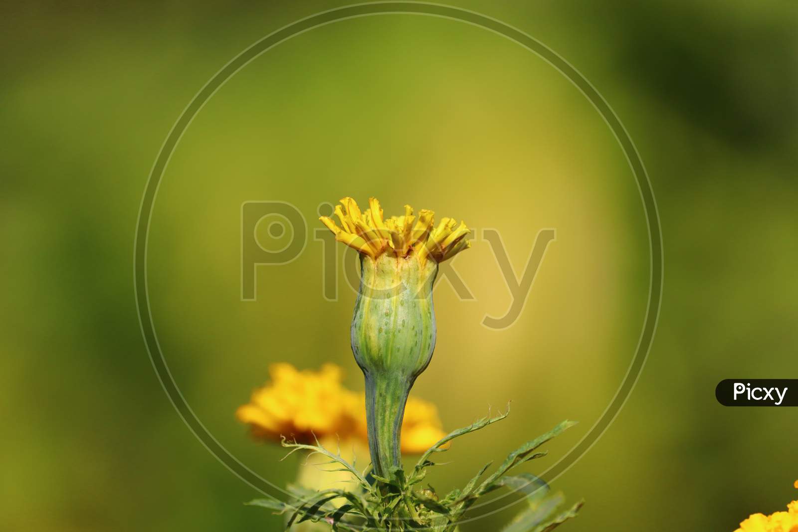 Yellow Maridold Flower