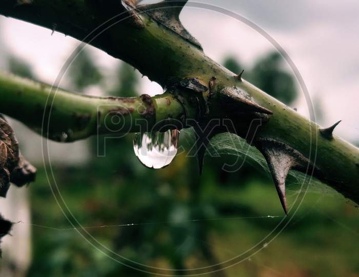 A drop with thorn