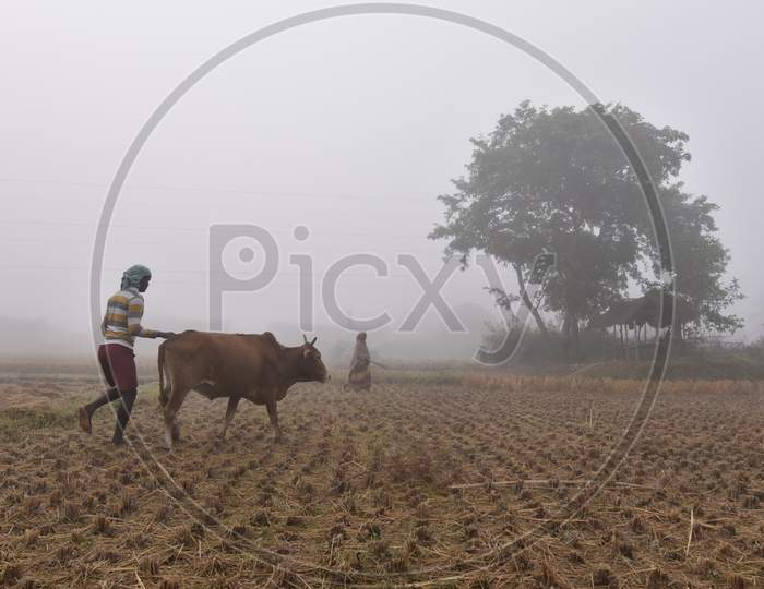 Farmer Ploughing  in an Paddy Filed With Bullocks in an Agricultural Field on an Foggy Winter Morning