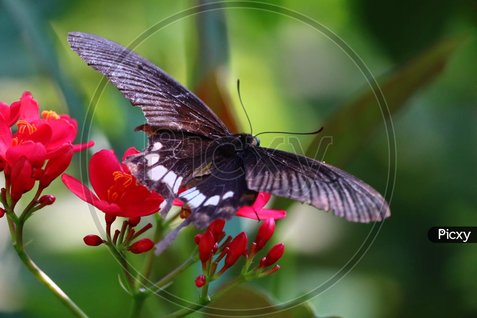 Spring Nature, Butterfly.