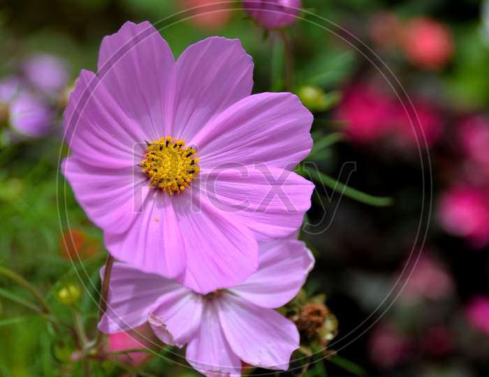 Cosmos Pink Flower Blooming in a garden