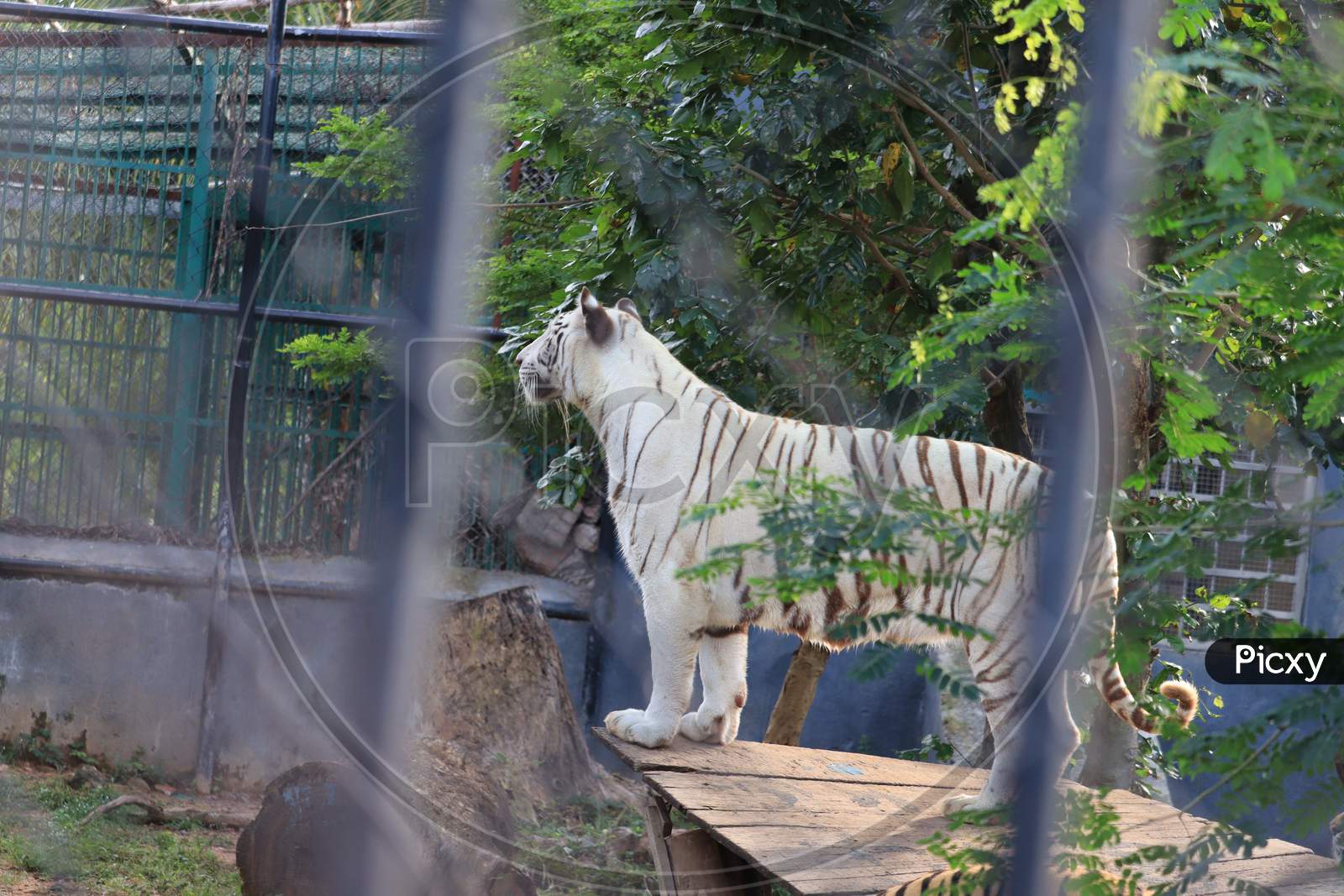White Tiger Standing