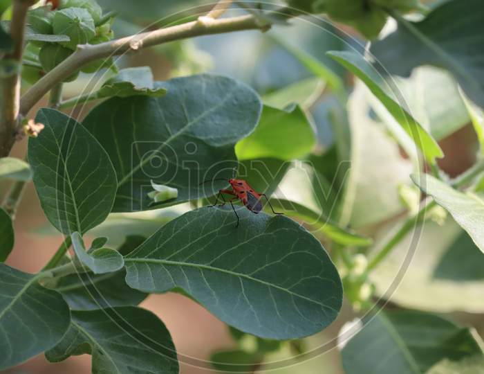 Close Up Macro Shot Of A Firebug (Pyrrhocoris Apterus) On A Green Leaf