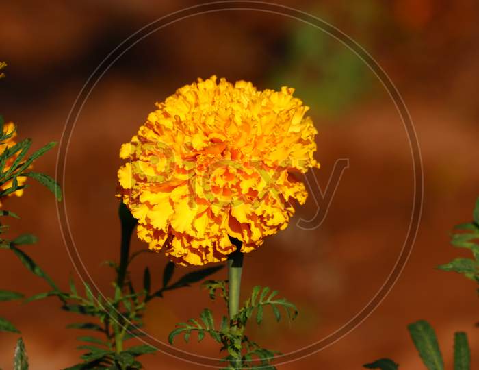 Marigolds Shades Of Yellow And Orange, Floral Background