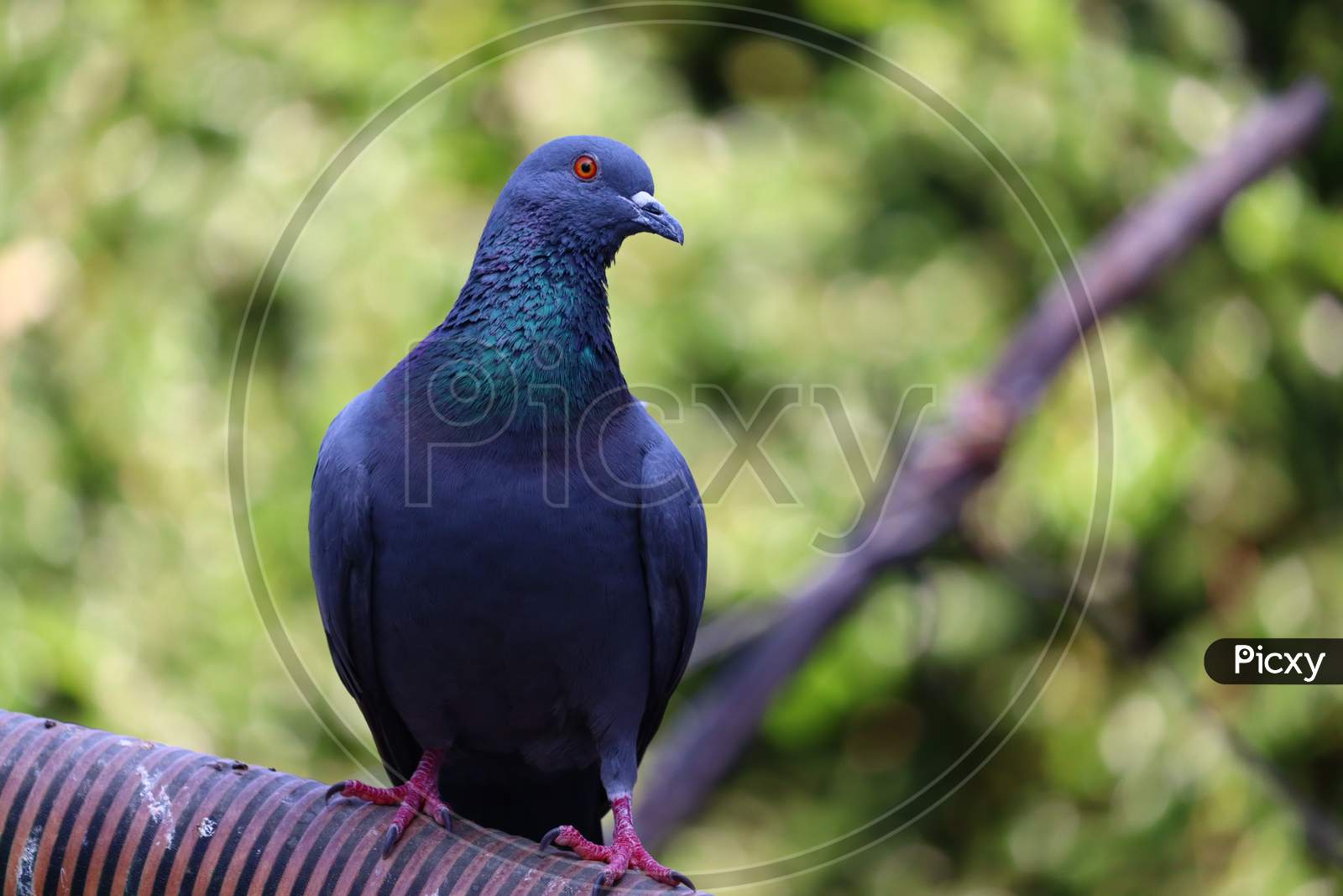 Domestic Messenger Pigeon