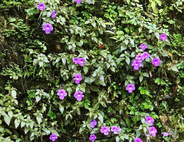Flowers in a Himalayan hill of Kalimpong city