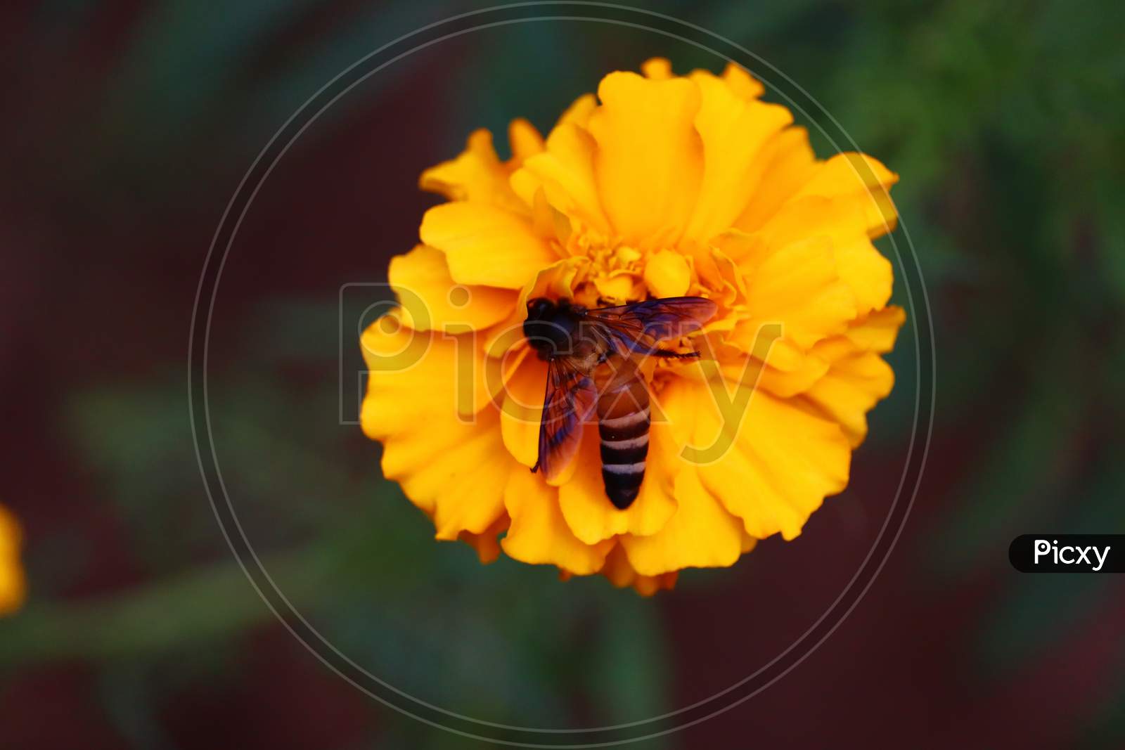 European Or Western Honey Bee