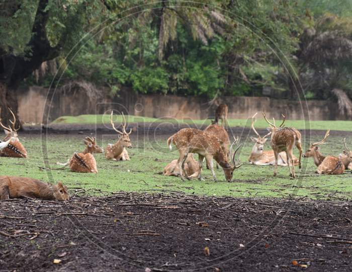 Wild Horned Deer  In Assam State Zoo, Guwahati