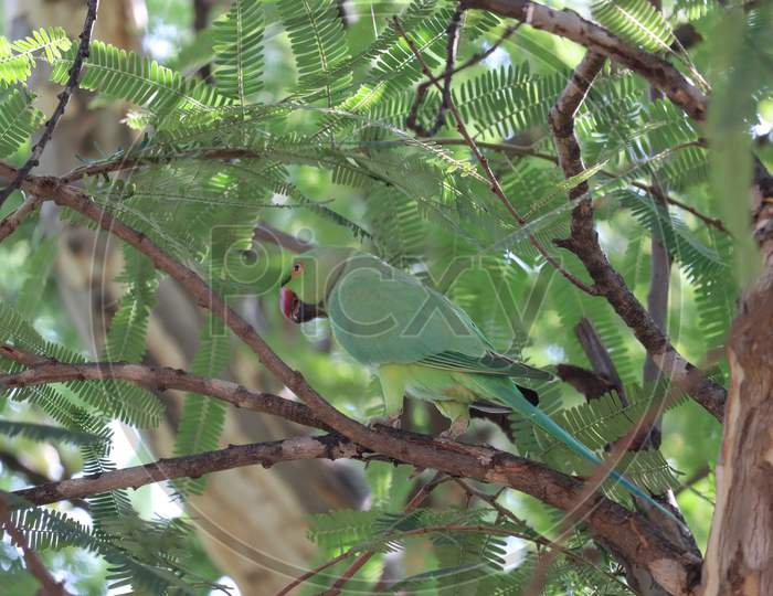 Green Parrot (Bird) Great-Green Macaw