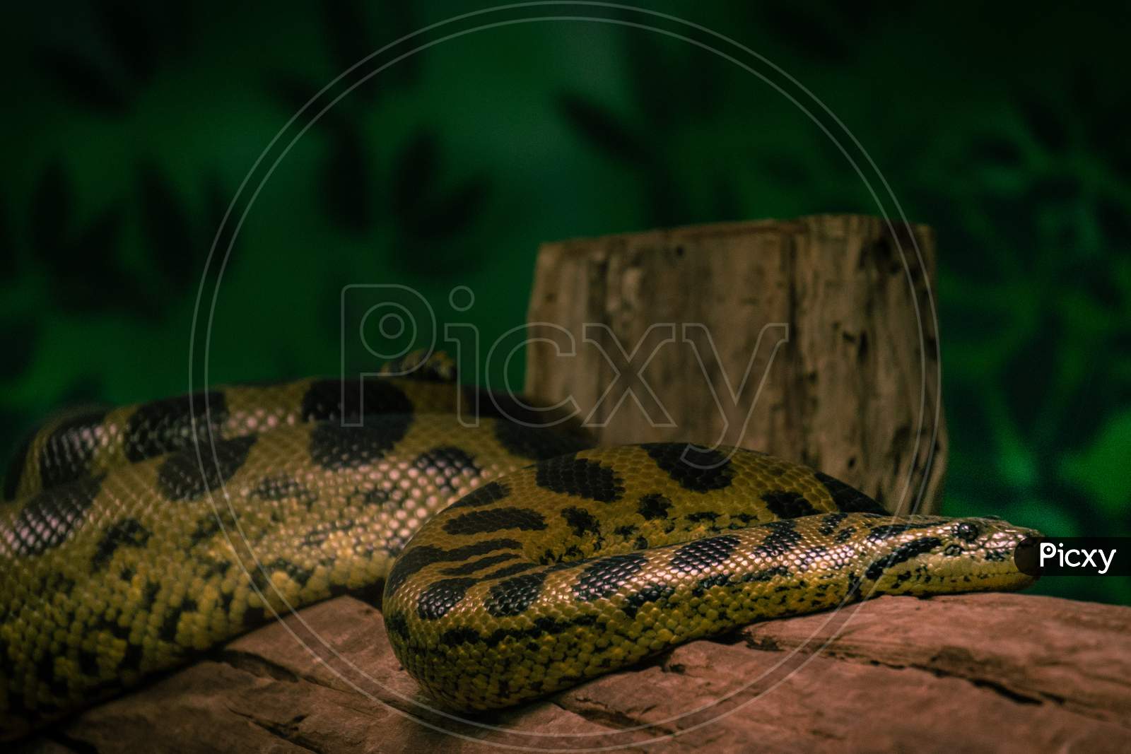 Closeup Shot of Pacific gopher snake, Mysore Zoo