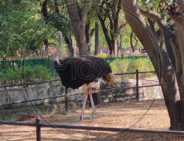 Ostrich in  a Zoo
