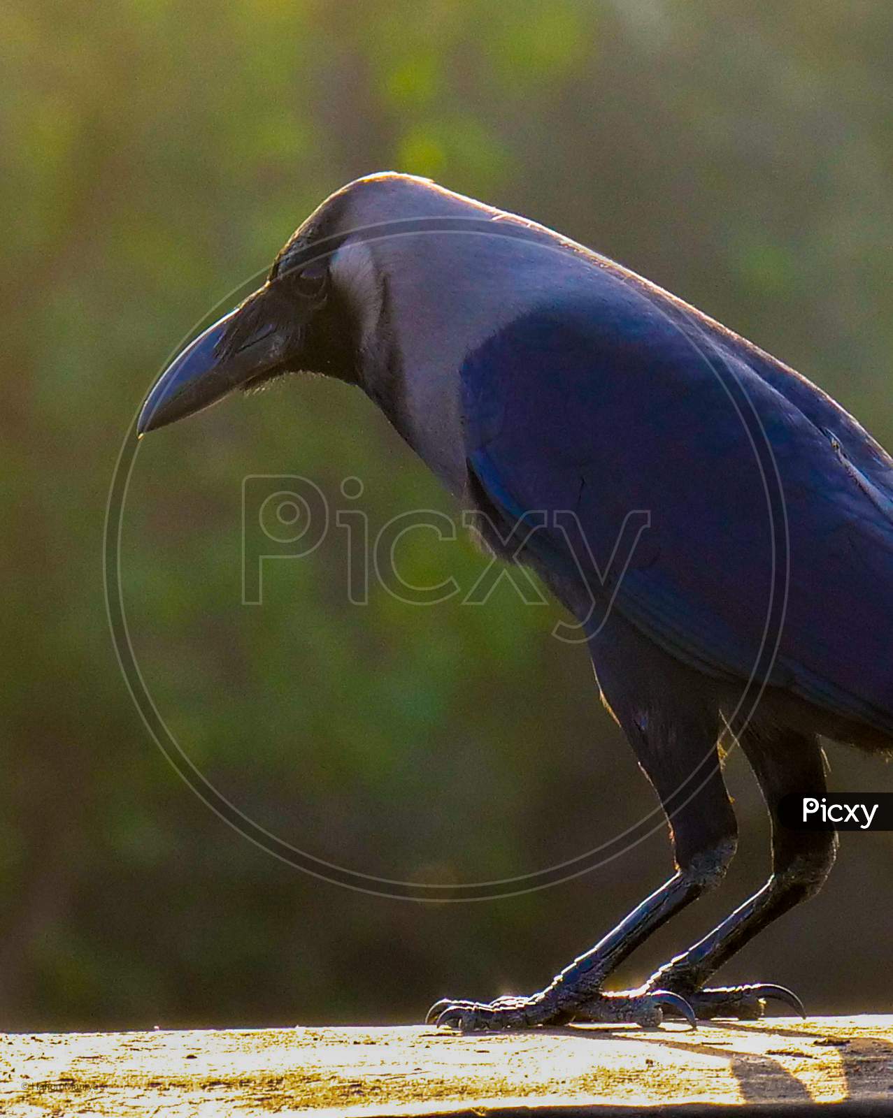Closeup Shot of Crow