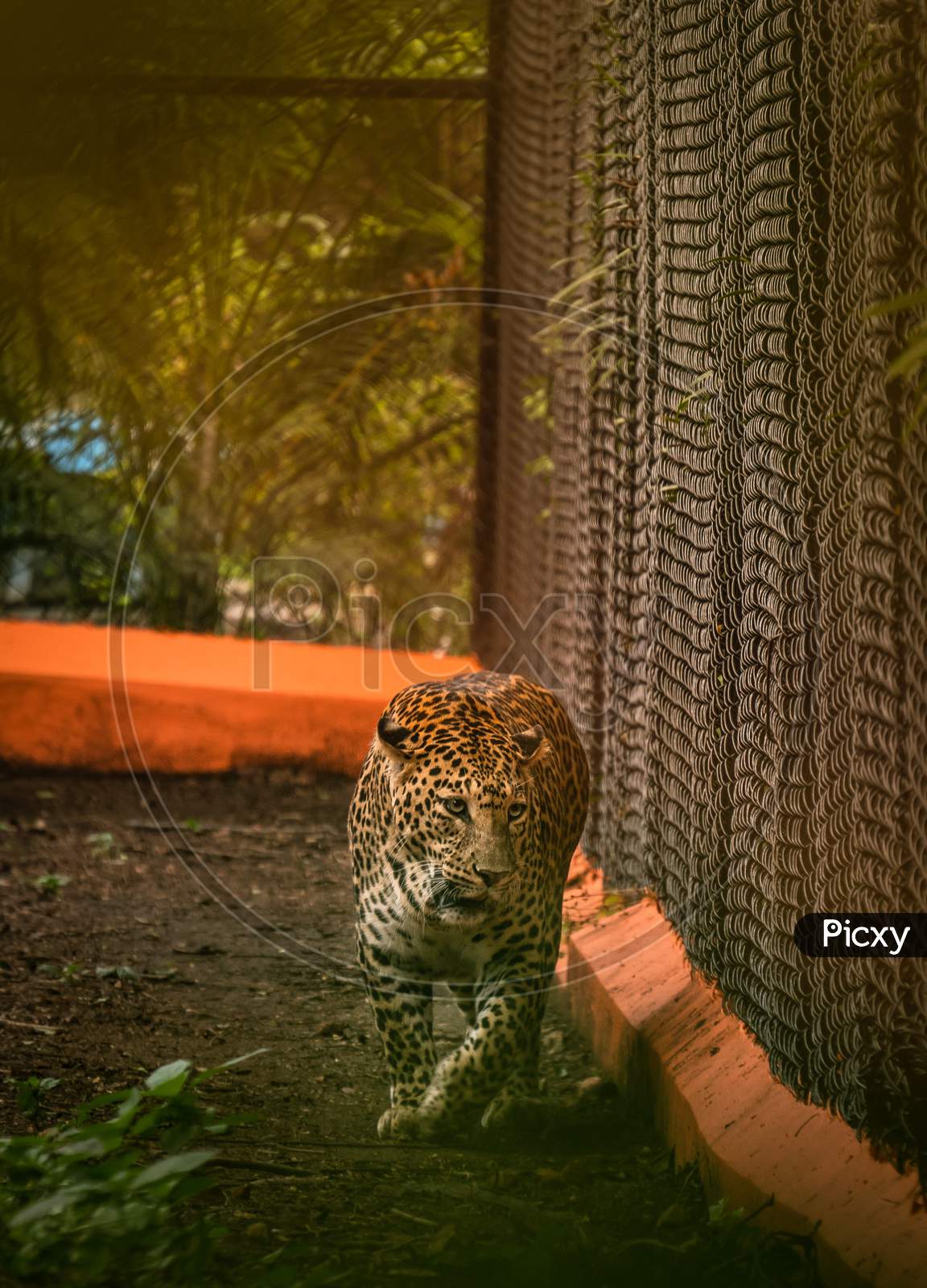 Jaguar Wild Animal in Mysore Zoo
