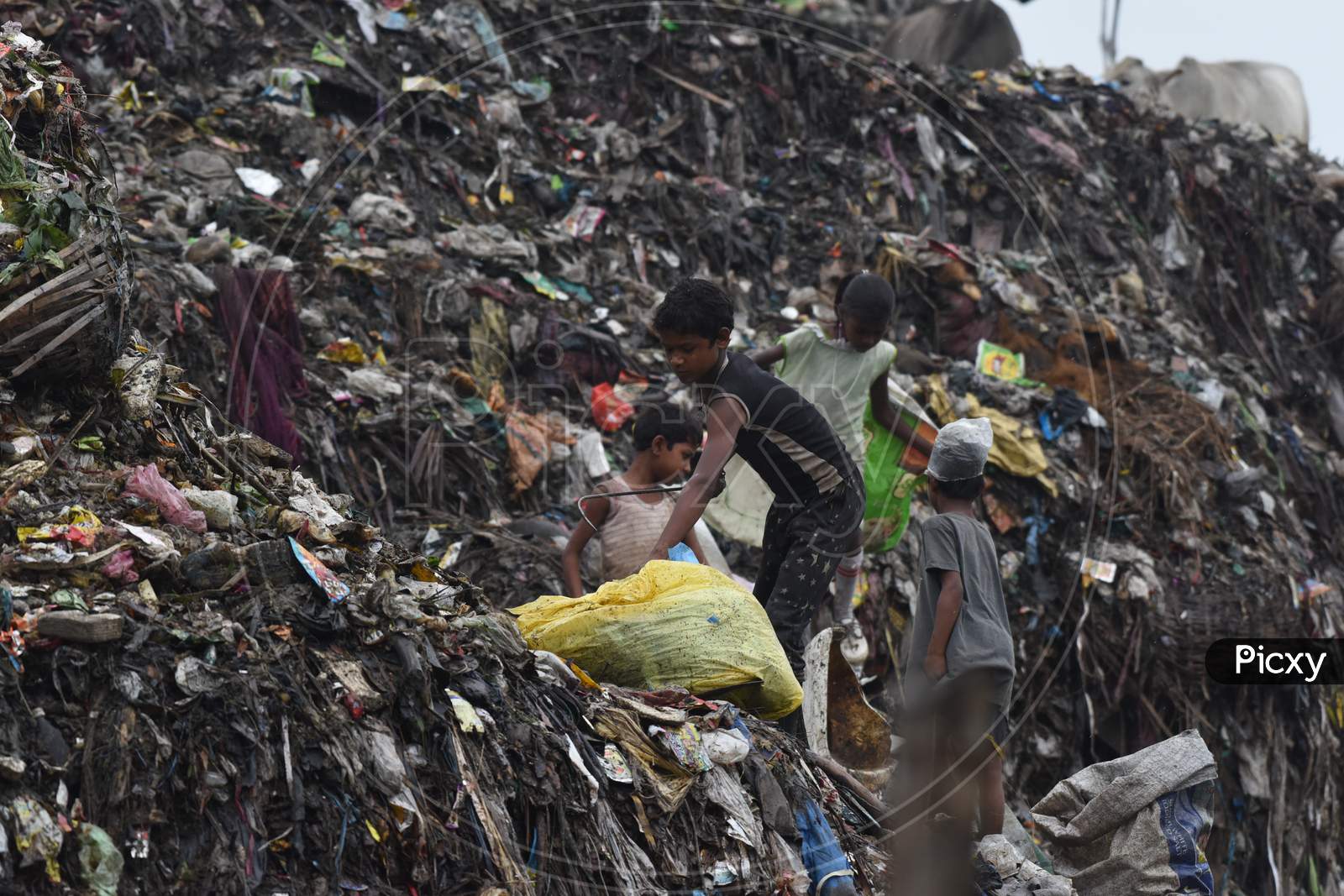 Indian Children Rag Pickers in  Dumping Ground Or Yard in Guwahati