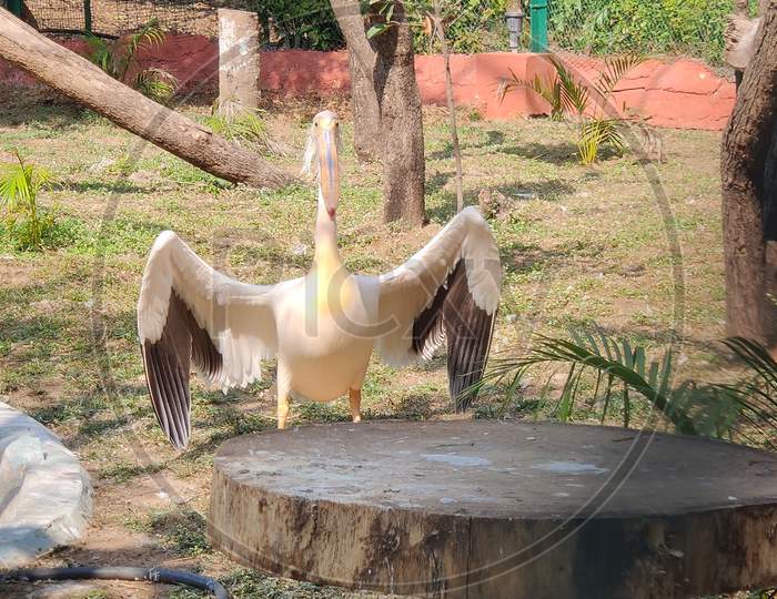 The Proud Pelican!!