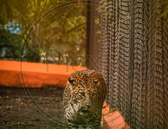 Jaguar Wild Animal in Mysore Zoo
