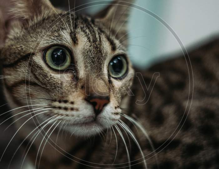Closeup Shot of a Cat
