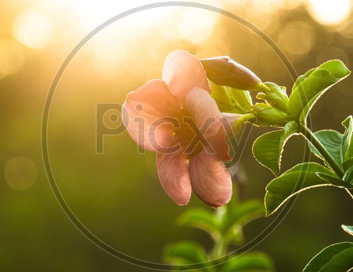 Frangipani Flower or Plumeria Flower