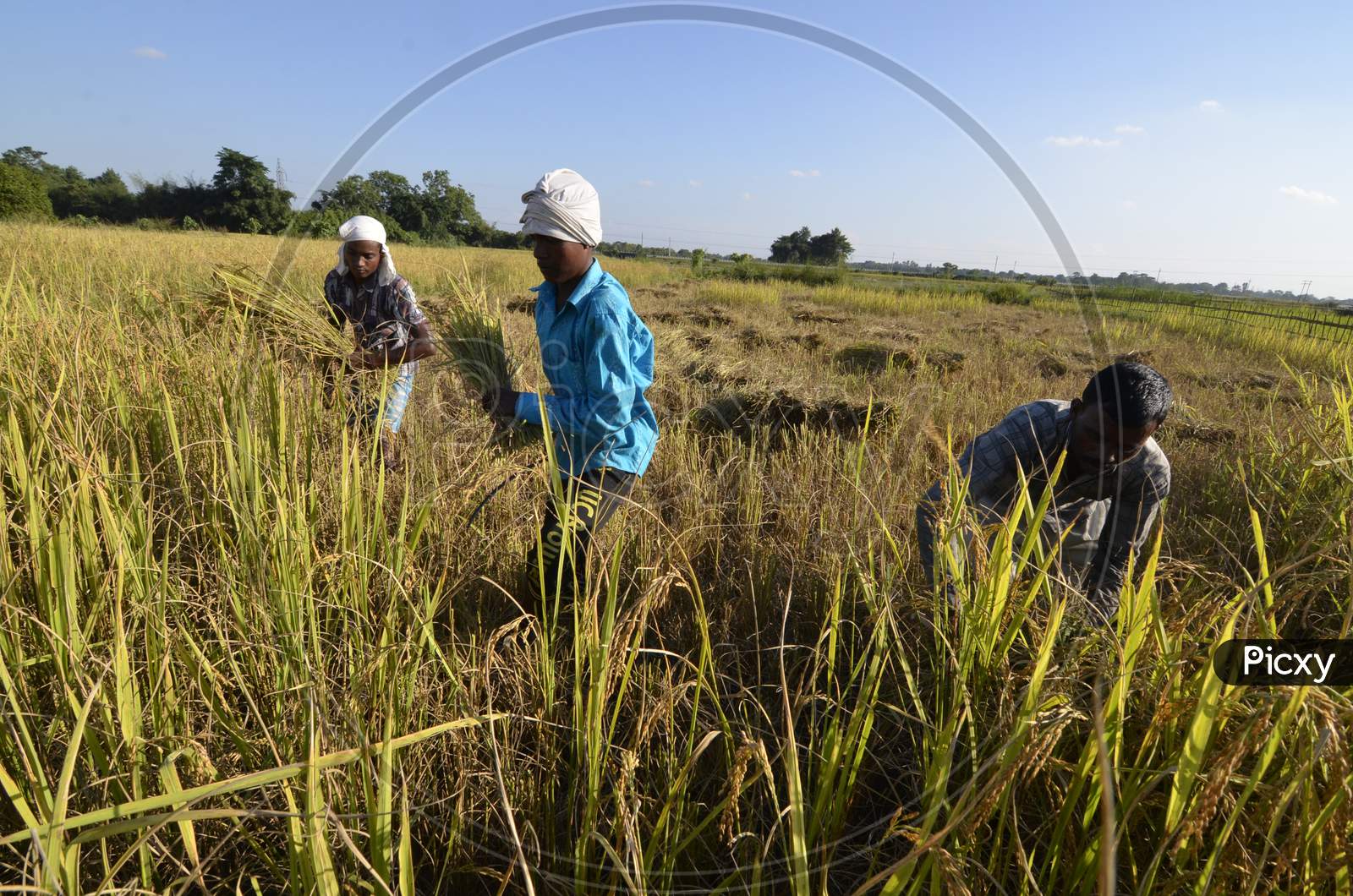 Indian Farmers Working In Paddy Harvesting Fields in Barpeta, Assam