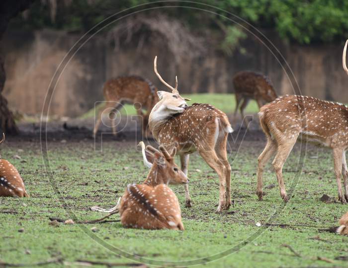 Wild Horned Deer  In Assam State Zoo, Guwahati