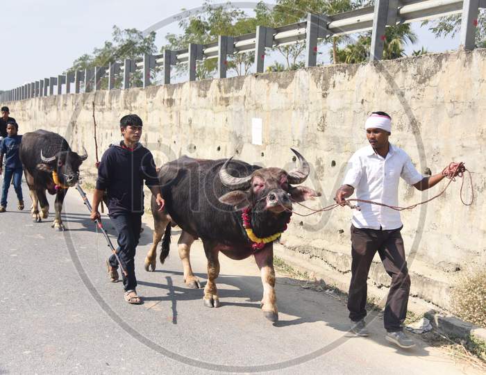 Farmers Taking Buffaloes  For Buffalo Fight in Morigaon , Assam