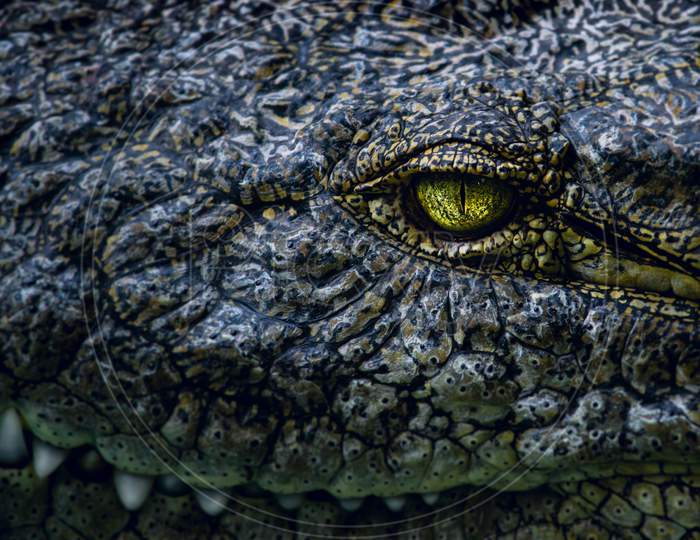 Closeup Shot of Crocodile Face