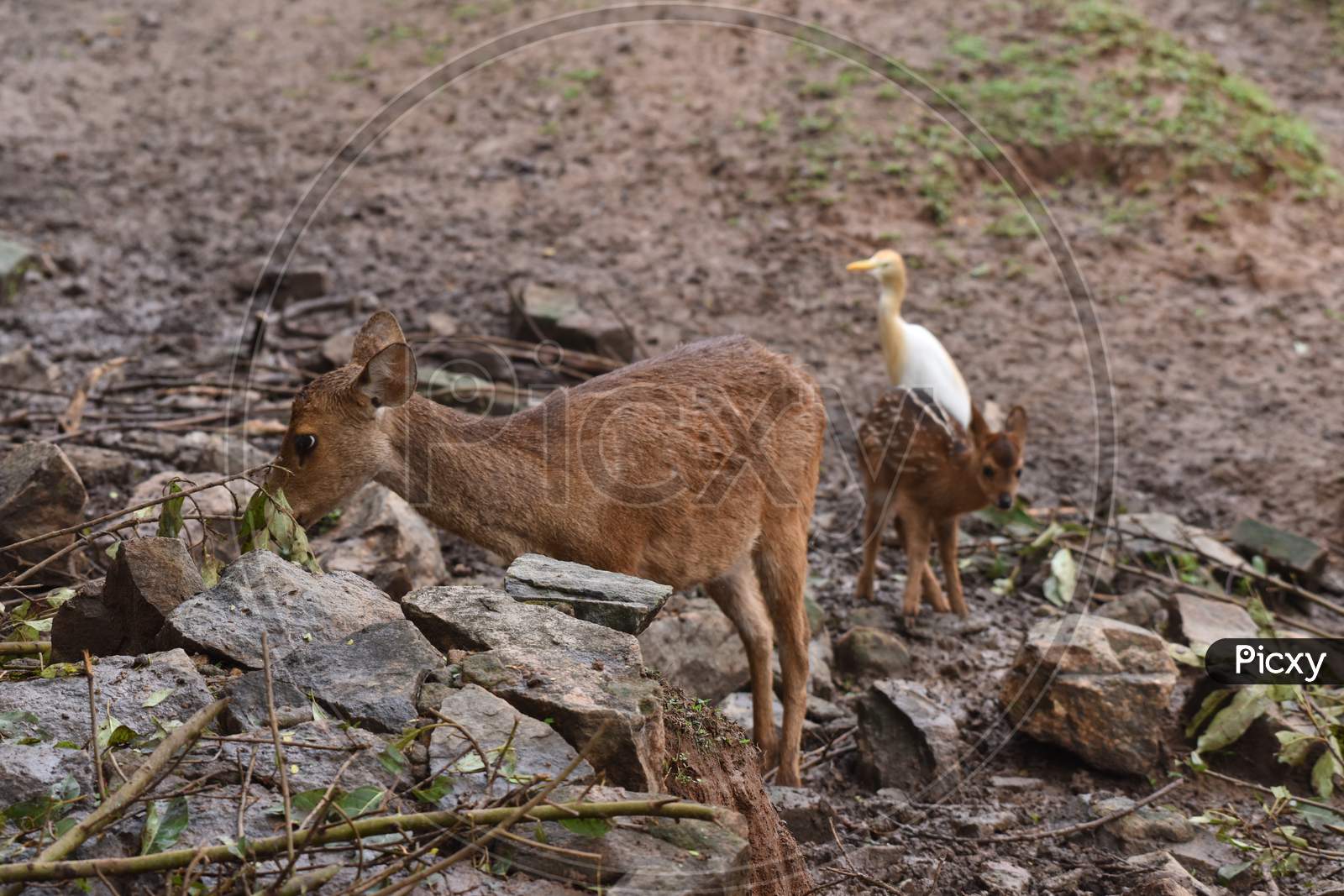 Wild  Deer  In Assam State Zoo, Guwahati