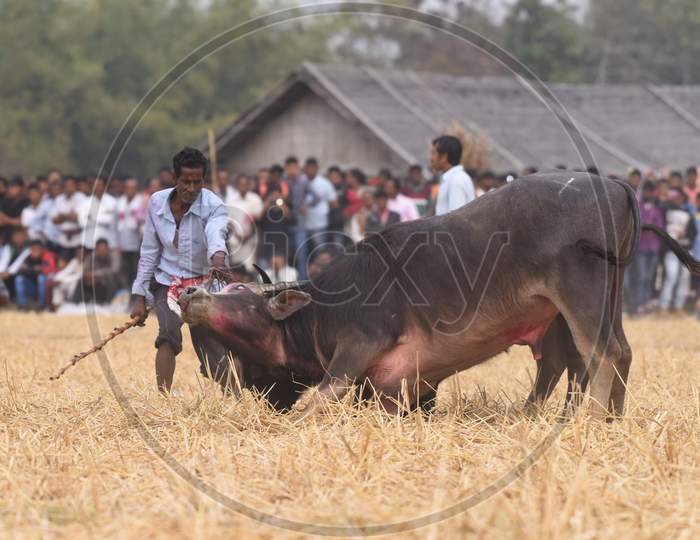 Buffaloes Fighting By Locking Horns in Morigaon Buffalo Fight , Assam