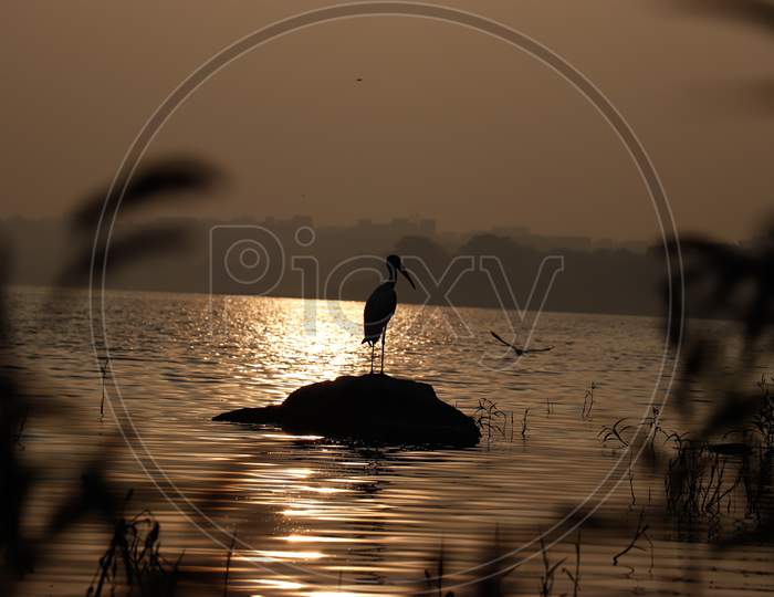 silhouette of Bird standing in a Lake