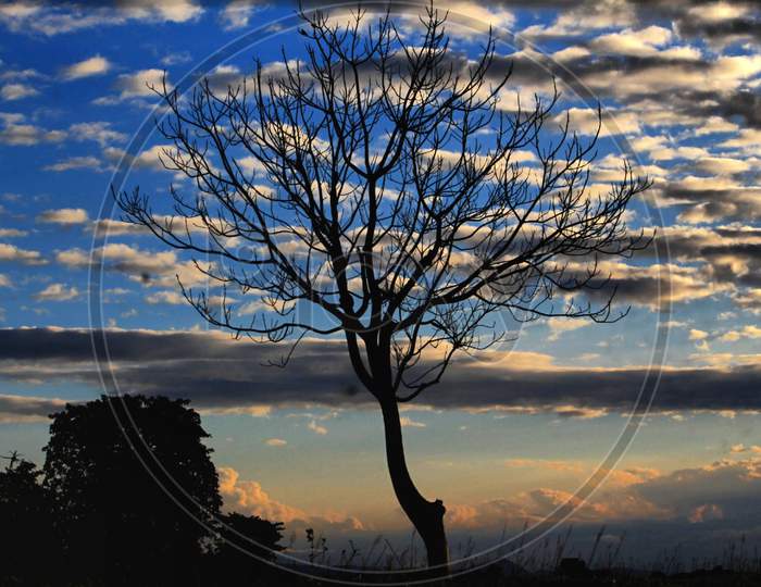 Silhouette of a leafless tree 