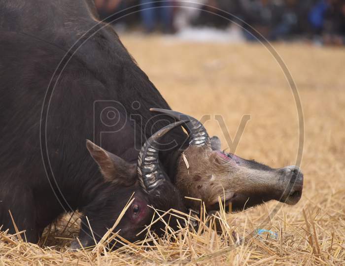 Buffaloes Fighting By Locking Horns in Morigaon Buffalo Fight , Assam