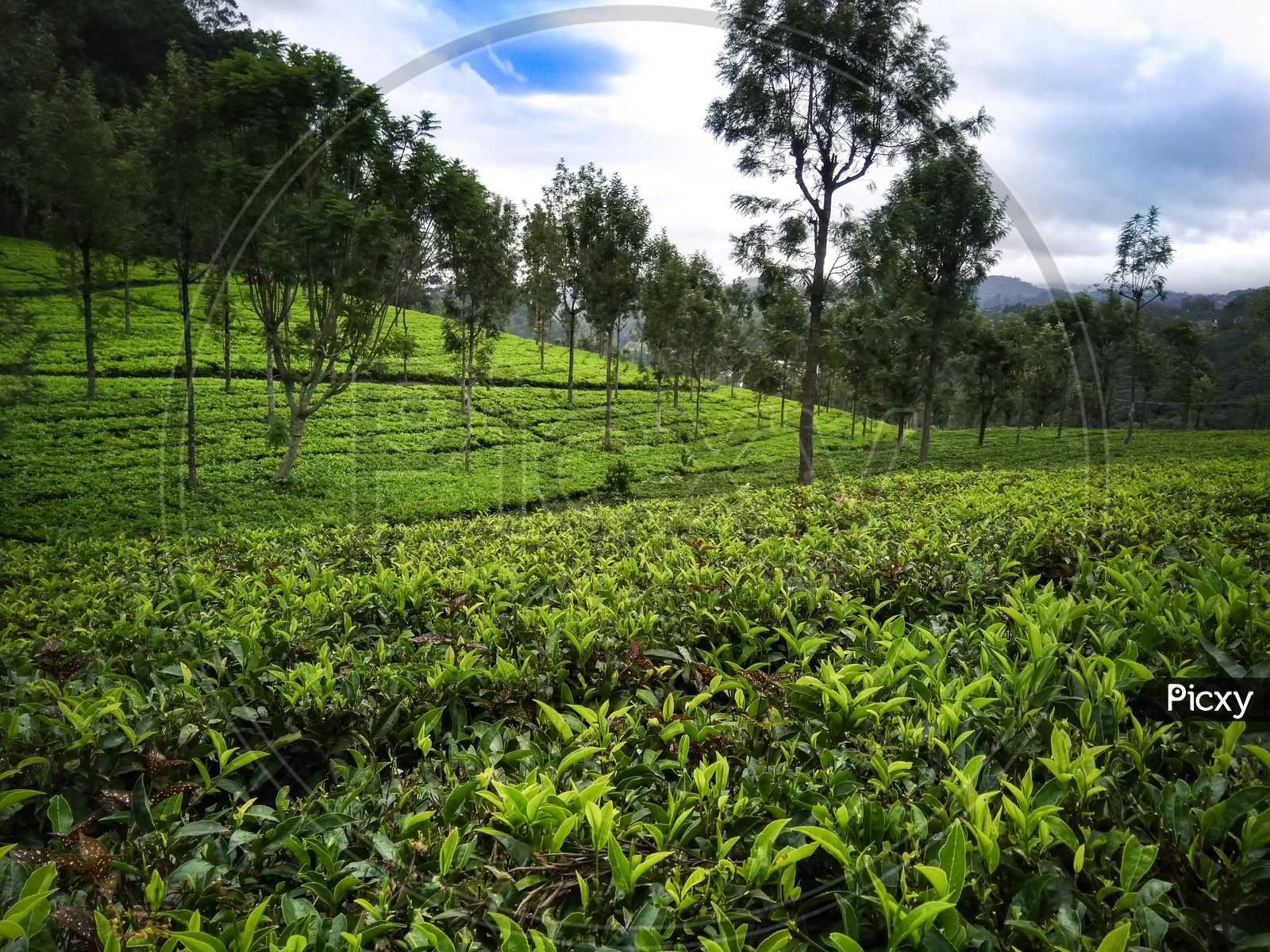 Tea Plantations in Coonoor