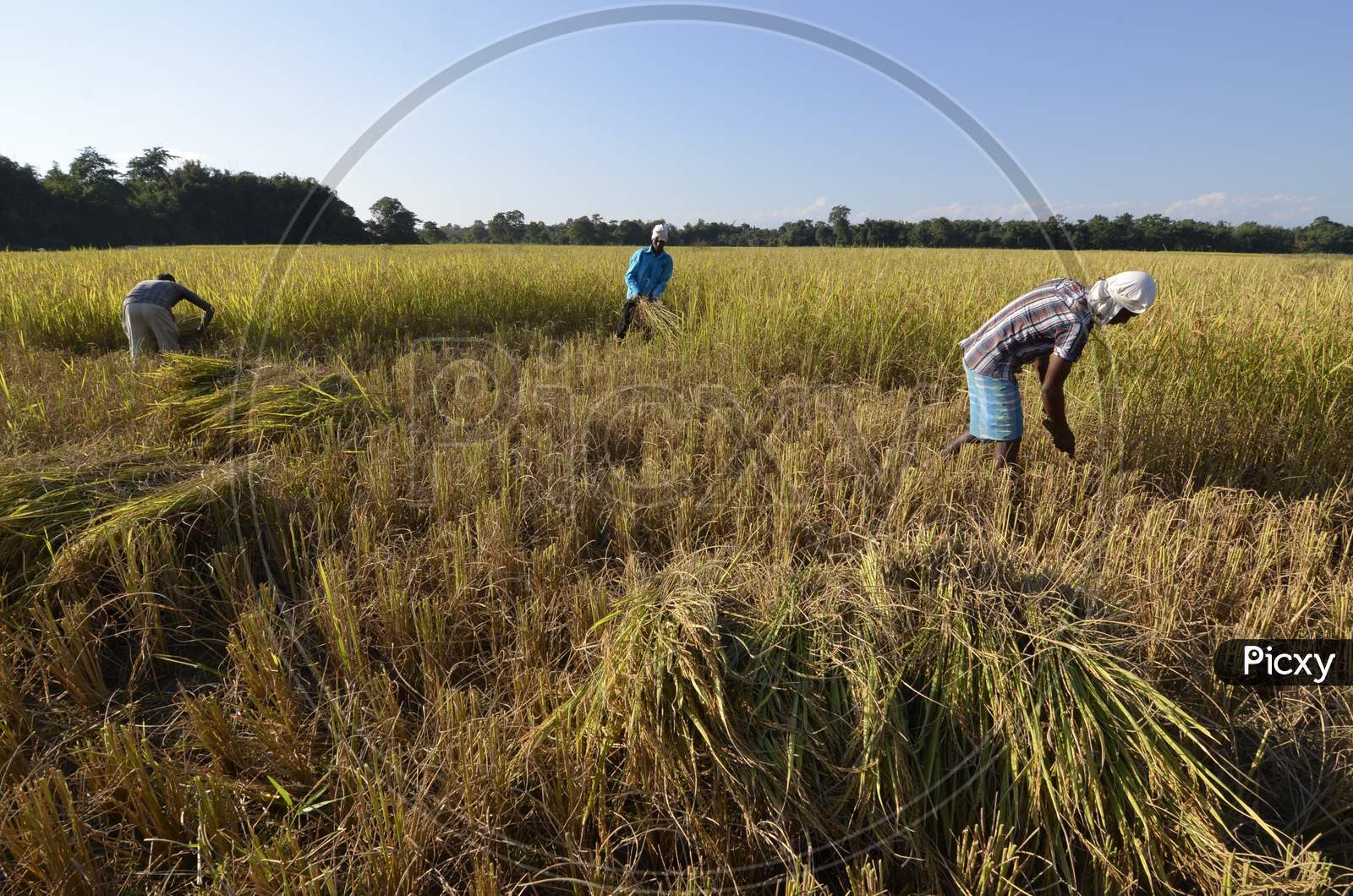 Indian Farmers Working In Paddy Harvesting Fields in Barpeta, Assam