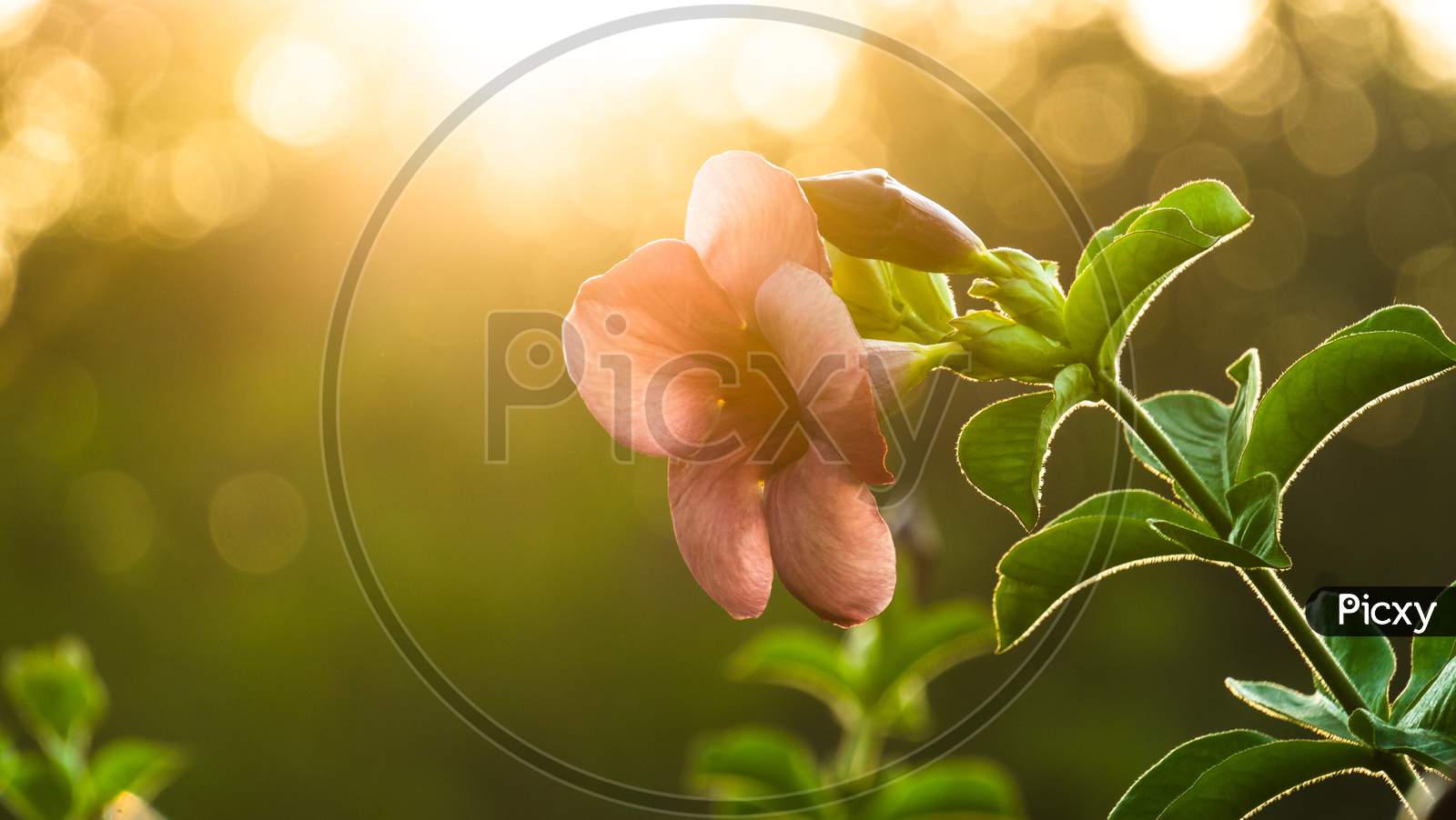 Frangipani Flower or Plumeria Flower