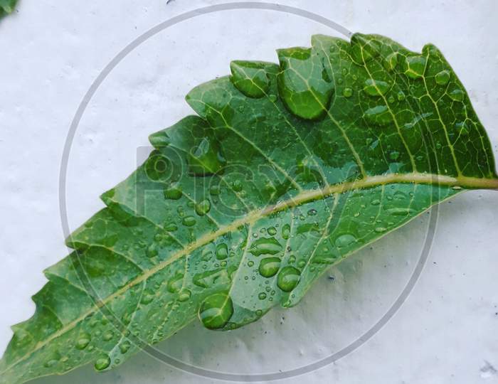 Water Droplets Over Neem  Leaf