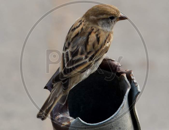 A Sparrow Siting on an Metal Pipe