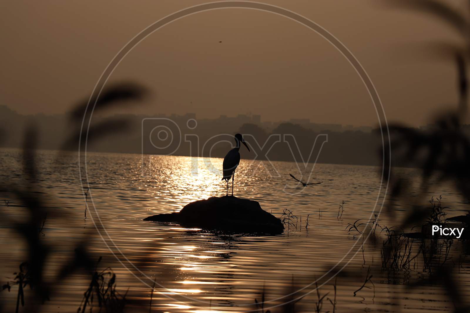 silhouette of Bird standing in a Lake