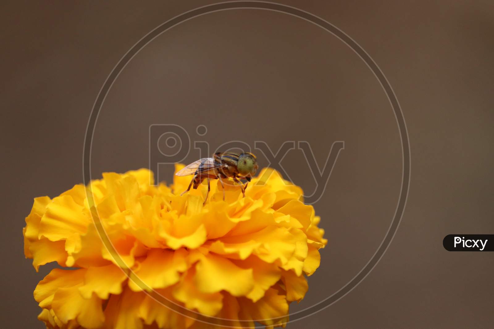Bee On A Flower Close Up