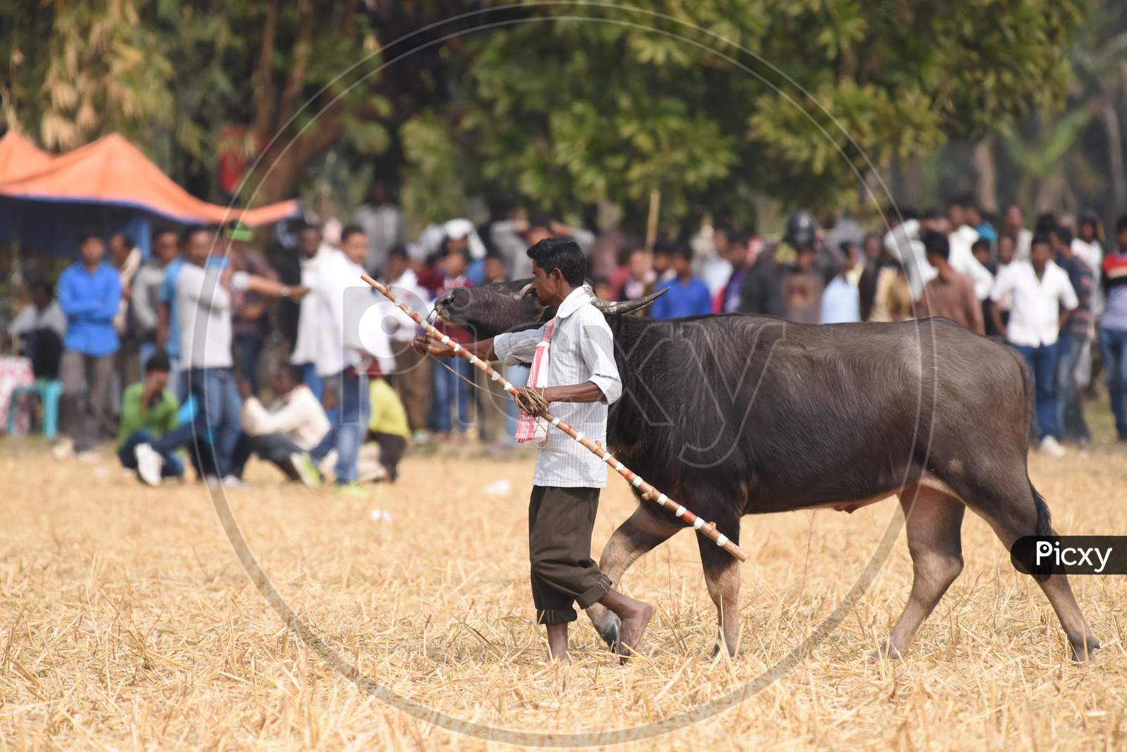 Farmers Taking Buffaloes  For Buffalo Fight in Morigaon , Assam