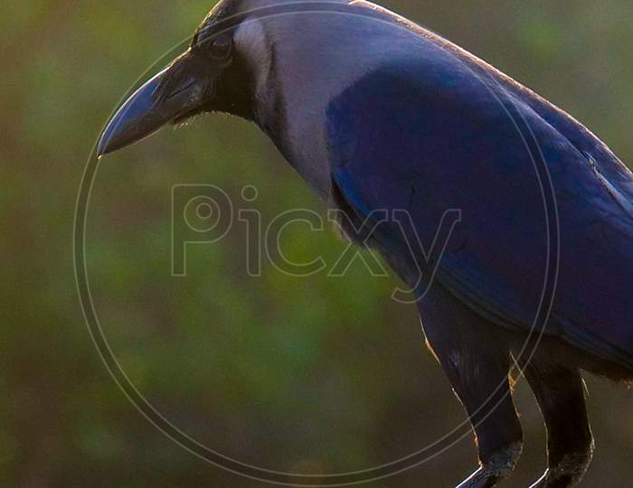 Closeup Shot of Crow
