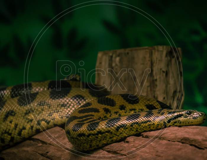 Closeup Shot of Pacific gopher snake, Mysore Zoo