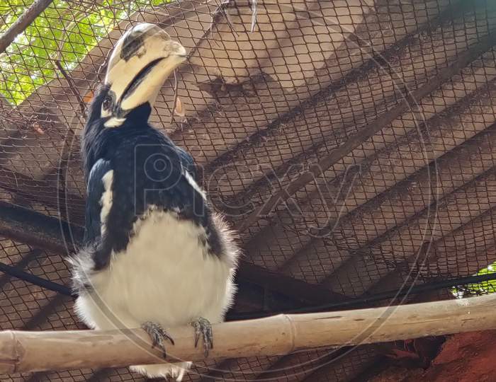 Hornbill Bird in a Zoo