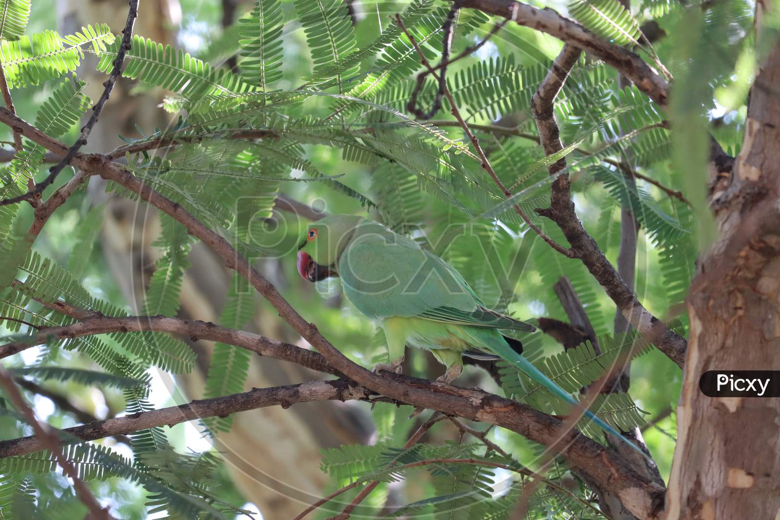 Green Parrot (Bird) Great-Green Macaw