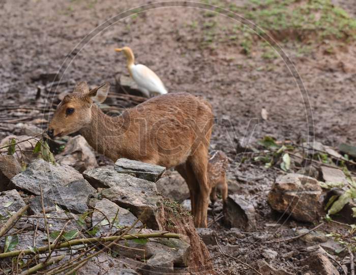 Wild  Deer  In Assam State Zoo, Guwahati
