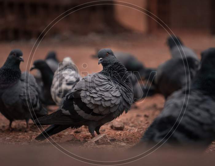 Closeup Shot of Dove Birds