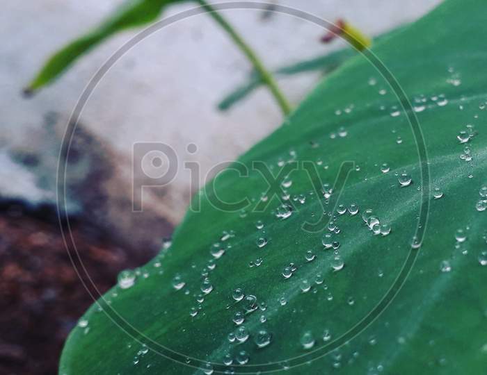 Water Droplets Over Leaf