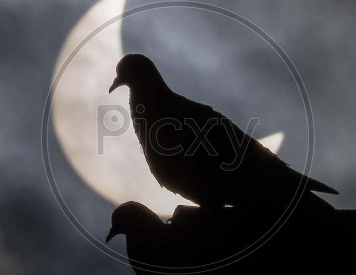 Silhouette Of Pigeons Couple With Solar Eclipse Sun As Background