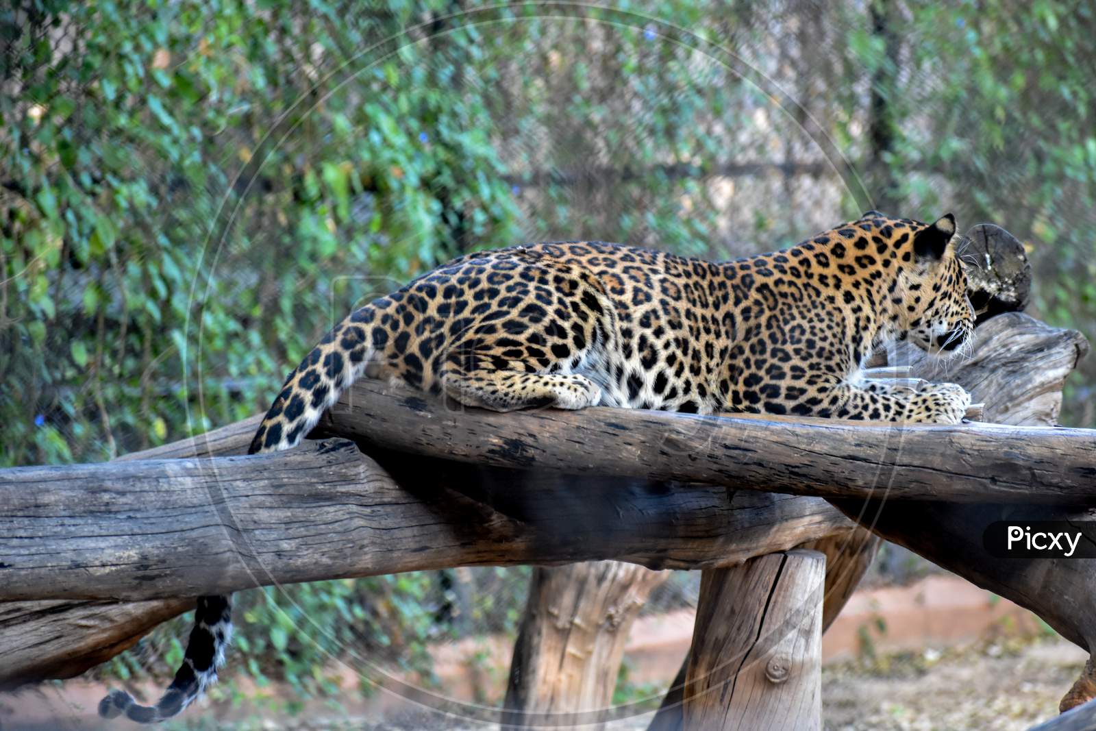 Leopard or Cheetah In Zoo