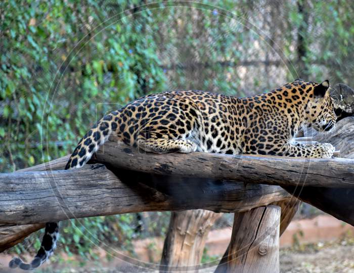 Leopard or Cheetah In Zoo