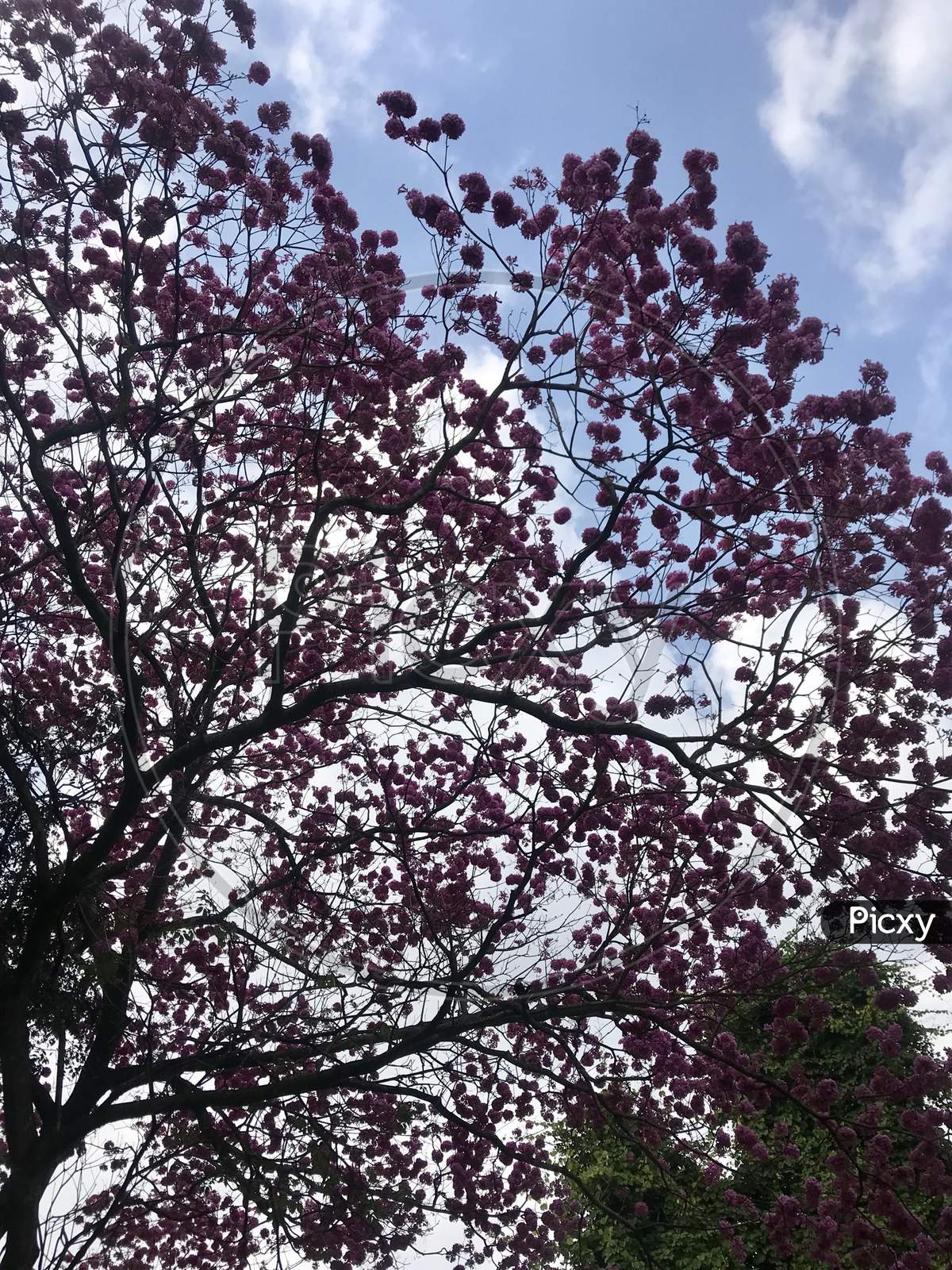 Canopy of Tree With Flowers Over Sky